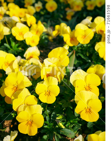 陽を浴びて満開のビオラ 陽を浴びて満開のビオラ 71663598
