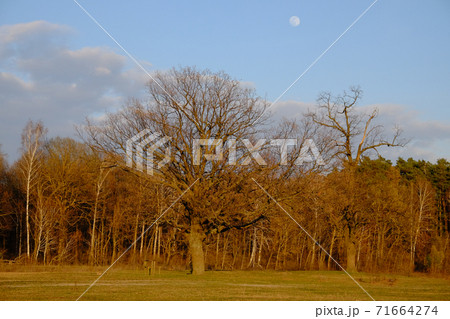 Little moon in the sky over the forest in autumn. Evening landscape. 71664274