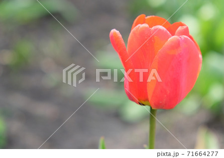 Beautiful pink tulip flower close up. Flower with pink petals on a blurred background. 71664277