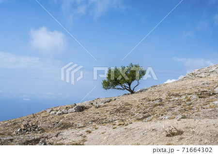 One Bush at the top of mount Ilyas Kaya, near the village of Laspi, Republic of Crimea, Russia. A clear, Sunny day on September 25, 2020 71664302