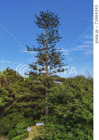 Beautifull view in Genoves park in cadiz andalusia spain Beautifull view in Genoves park in cadiz andalusia spain 71664345