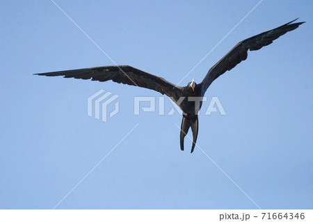 Magnificent Frigatebird, Fregata magnificens, flying Magnificent Frigatebird, Fregata magnificens, flying 71664346