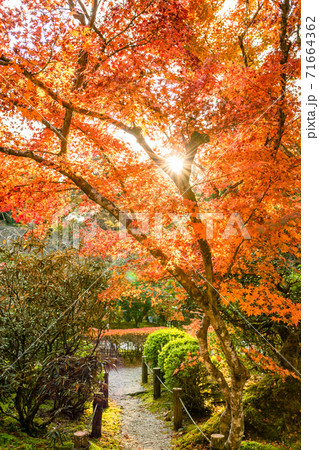 太陽の光が差し込む 紅葉 太陽の光が差し込む 紅葉 71664362