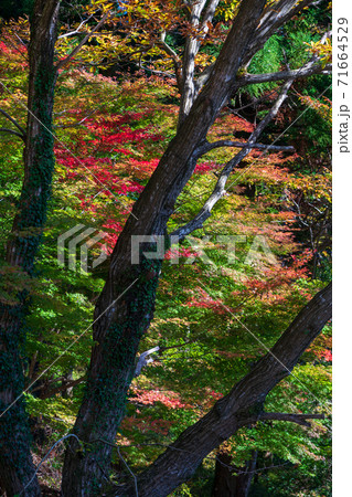 秋の上津江村の紅葉風景 71664529