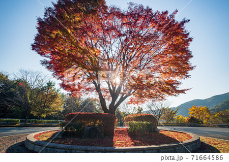 秋の上津江村の紅葉風景 秋の上津江村の紅葉風景 71664586