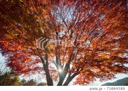 秋の上津江村の紅葉風景 秋の上津江村の紅葉風景 71664589