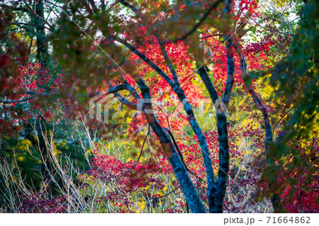 カラフルな紅葉がキレイな秋景色の写真素材