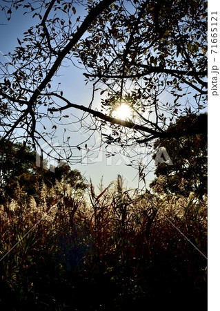 夕陽に照らされたススキと木のシルエットの写真素材