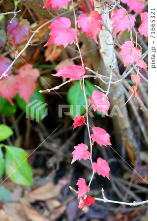 ツタ 植物 つる植物 71665321