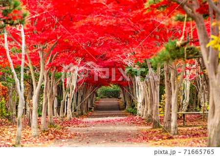 北海道　札幌市　平岡樹芸センター　紅葉　赤　秋 71665765