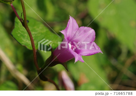 道端の花「ホシアサガオ」 道端の花「ホシアサガオ」 71665788