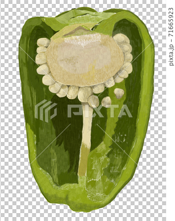 ピーマンの断面イラストのイラスト素材