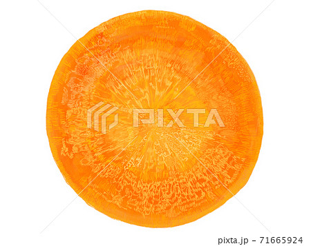 人参の断面イラストのイラスト素材