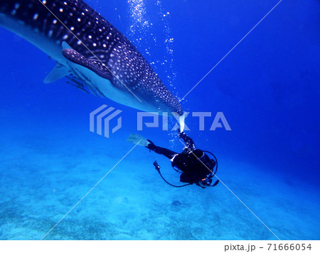 ダイバーに接近するジンベエザメ ダイバーに接近するジンベエザメ 71666054