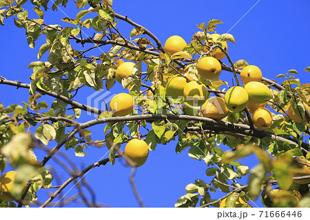 かりんの実 かりんの実 71666446