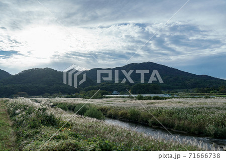 ススキがいっぱい 71666738