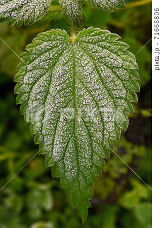 Frozen Urtica dioica plant 71666806