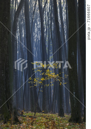 Foggy Day Forest in Romania 71666807