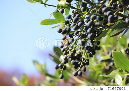 ネズミモチの実 71667091