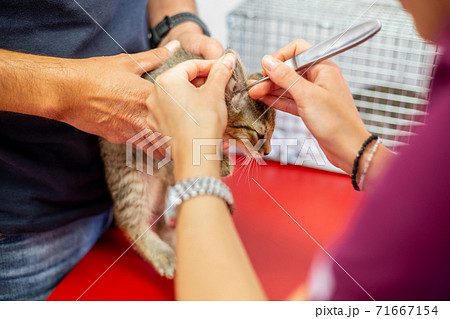 Veterinarian checking or control of itching in the cat ears, vet clinic concept 71667154