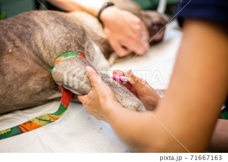 Veterinarian anesthesia dog in the vet clinic, surgery animal concept Veterinarian anesthesia dog in the vet clinic, surgery animal concept 71667163