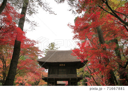 平林寺の紅葉 埼玉県 平林寺の紅葉 埼玉県 71667881