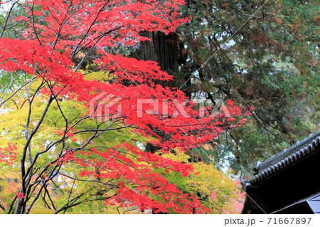 平林寺の紅葉 埼玉県 平林寺の紅葉 埼玉県 71667897