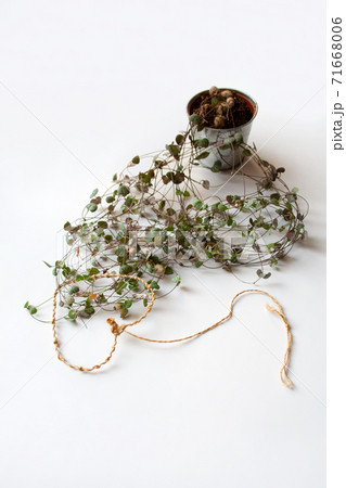 Ceropegia woodii plant, also known as string of hearts, with heart shaped thread on white background Ceropegia woodii plant, also known as string of hearts, with heart shaped thread on white background 71668006