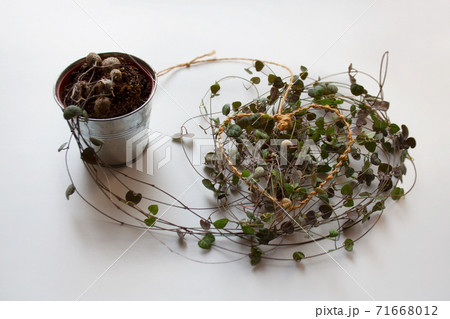 Ceropegia woodii plant, also known as chain of hearts, with heart shaped thread on white background	 71668012