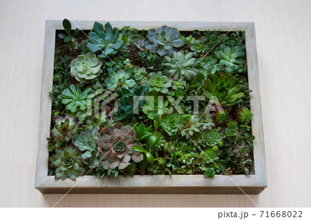 Living picture garden concept with various succulent plants arranged within a wooden frame isolated on light background 71668022