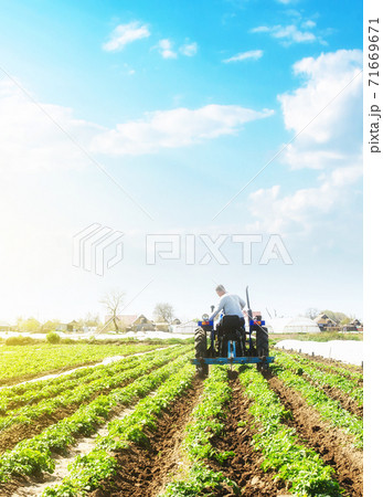 A farmer on a tractor loosens the soil and removes weeds on a potato plantation. Farming agricultural industry. Processing and cultivation of soil. The process of growing food on a farm. 71669671