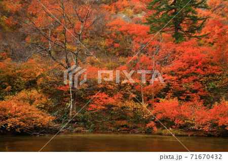 紅葉の桃洞渓谷 紅葉の桃洞渓谷 71670432