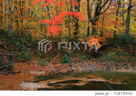 紅葉の桃洞渓谷 紅葉の桃洞渓谷 71670442