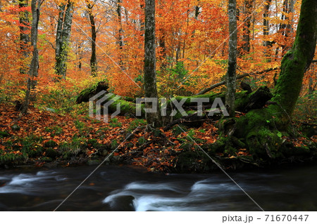 紅葉の桃洞渓谷 71670447