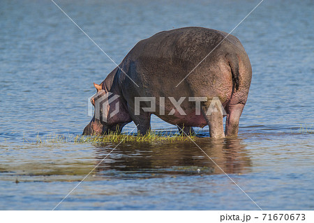 HIPPOPOTAMUS AMPHIBIUS, South Africa 71670673