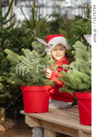 Small girl chooses a Christmas tree in the market. Small girl chooses a Christmas tree in the market. 71670794