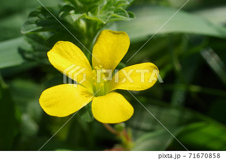 道端の花 カタバミ の写真素材