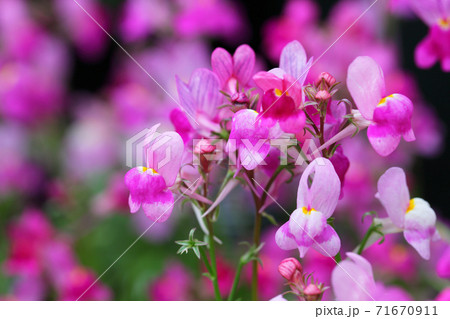 ヒメキンギョソウ スポテッドピンクグッピーの花の写真素材