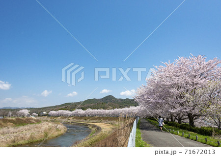 兵庫県三田市の武庫川堰堤のさくらづつみ 71672013