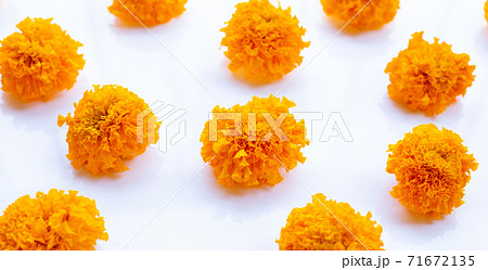 Marigold flower on white background. 71672135