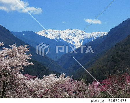 春の大西公園から望む赤石岳 71672473