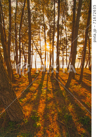 松林の夕暮れ 71672635