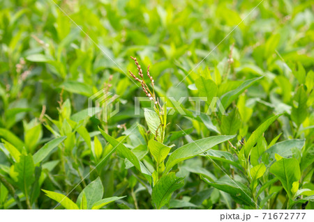 アイ(あゐ、藍)、別名:タデアイ(蓼藍)学名:Apolygonum tinctorium アイ(あゐ、藍)、別名:タデアイ(蓼藍)学名:Apolygonum tinctorium 71672777
