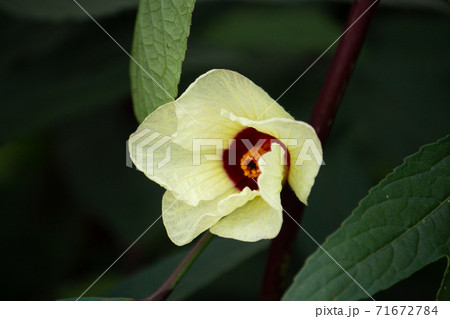 ローゼル Roselle Hibiscus Sabdariffa ハイビスカス ティーの原料 の写真素材