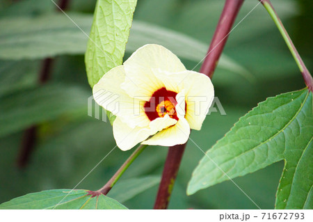 ローゼル (Roselle、Hibiscus sabdariffa)、ハイビスカス・ティーの原料、別 ローゼル (Roselle、Hibiscus sabdariffa)、ハイビスカス・ティーの原料、別 71672793