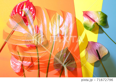 Palm leaf with colorful anthurium flowers on trendy colorful background. Palm leaf with colorful anthurium flowers on trendy colorful background. 71672796
