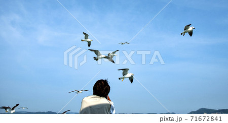 宮城県の松島遊覧中に寄ってくるウミネコの群れ 71672841