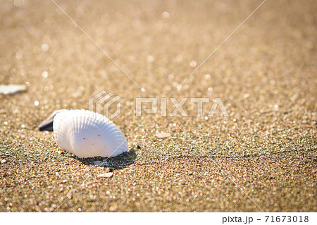 白い貝殻 砂浜 白い貝殻 砂浜 71673018