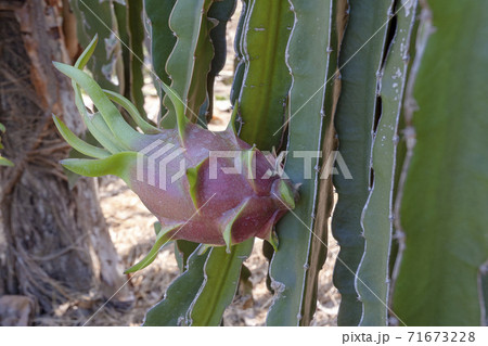 ベトナムで栽培されているドラゴンフルーツ 71673228