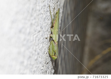 ハラビロカマキリ ハラビロカマキリ 71673325